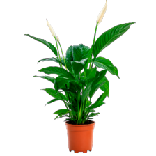 Spathiphyllum